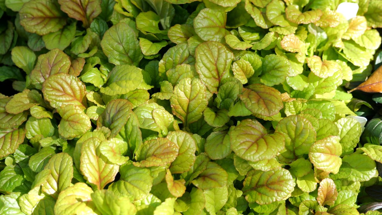 Get It Growing: Shade-loving ajuga has colorful foliage for groundcover 